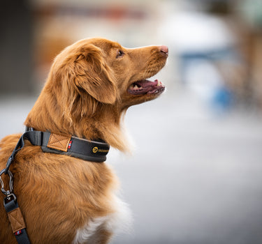 Seleverkstedet Unify Halvstrup Hundehalsbånd