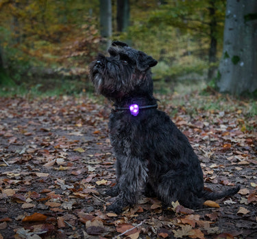 Blinkelys Basic LED – Synlig og Sikkert LED-lys for Hund, Perfekt for Kvelds- og Nattbruk