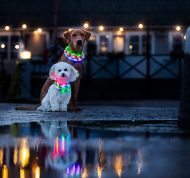 Blinkehalsbånd LED – Synlig og Sikkert Halsbånd for Hund, Perfekt for Kvelds- og Nattbruk