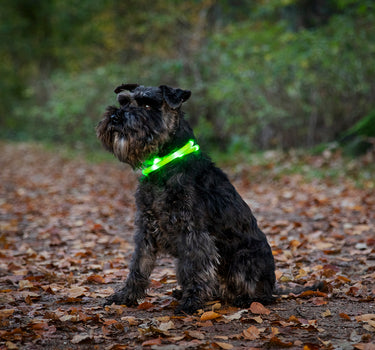 Blinkehalsbånd LED – Synlig og Sikkert Halsbånd for Hund, Perfekt for Kvelds- og Nattbruk