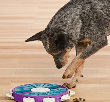 Aktiveringsleke Twister 3 – Utfordrende Puslespill for Hund, Perfekt for Mental Stimulering