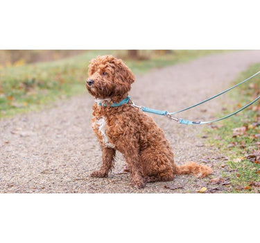 Trixie Premium Halsbånd til hund