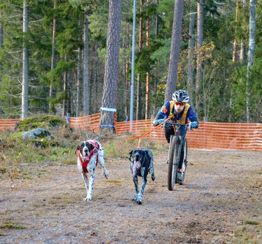 Nonstop Dogwear Bungee Double Hundebånd