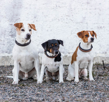 Jacson London Hundehalsbånd