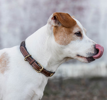 Jacson London Hundehalsbånd