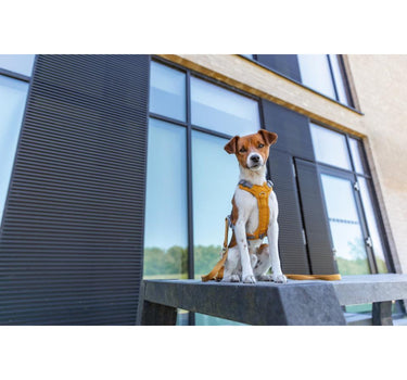 Trixie Premium Active hundesele