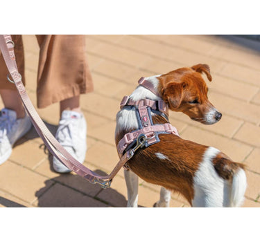 Trixie Premium Justerbar Hundekobbel