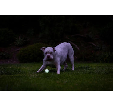 CHUCKIT Max glow air fetch ball