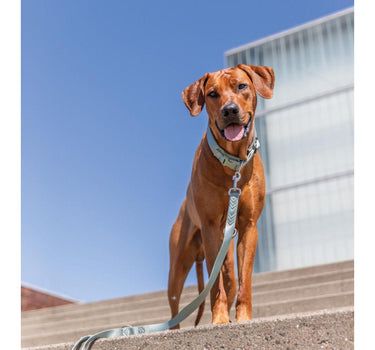 Trixie Premium halsbånd til hund, med neoprenpolstring, ekstra bred