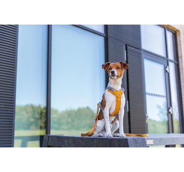 Trixie Premium Active hundesele
