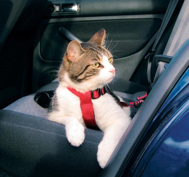 Trixie Bilsele til katt
