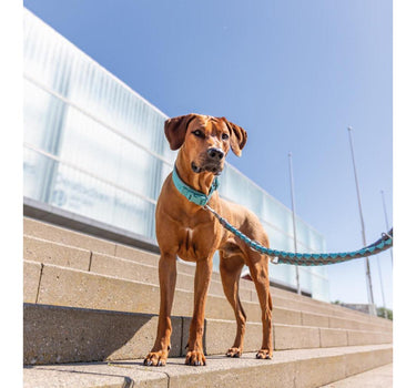 Trixie Premium halsbånd til hund, med neoprenpolstring, ekstra bred