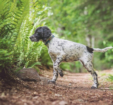 Nonstop Dogwear Tumlekrage – Komfortabel halsbånd for Hunder
