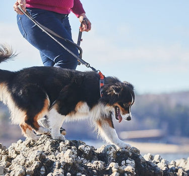 Nonstop Dogwear Cruise Halsbånd for Hund – Skånsom mot pelsen