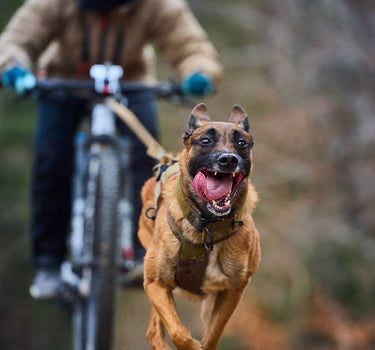 Nonstop Dogwear Freemotion Hundesele WD