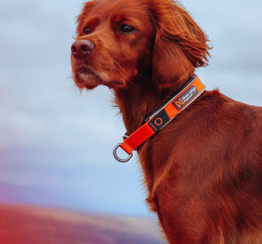 Nonstop Dogwear Cruise Halsbånd for Hund – Skånsom mot pelsen