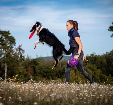 Nonstop Dogwear Rock 2.0 Hundehalsbånd– Robust og Beskyttende