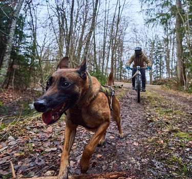 Nonstop Dogwear Freemotion Hundesele WD