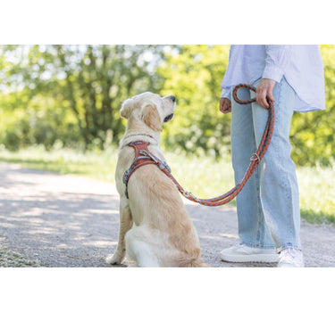 Trixie Premium Active hundesele