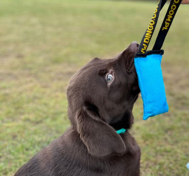 Dingo Draleke M/ Strikk Og Bitepølse 15cm