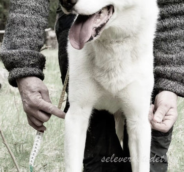 seleverkstedet Togo Kløvveske