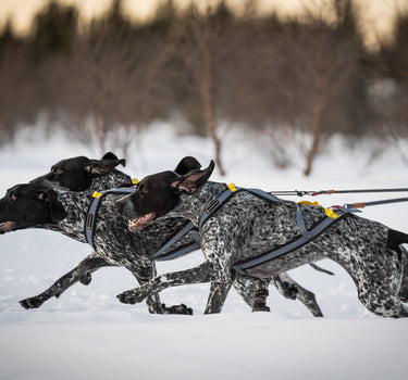 seleverkstedet Nome Racing Trekksele