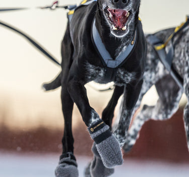 Seleverkstedet High Fleece Hundesko 4-pkn.