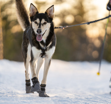 Seleverkstedet High Endurance Hundesko 4-pkn.