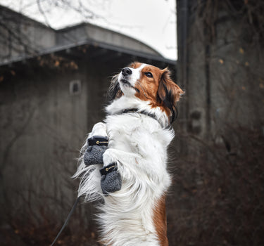 Seleverkstedet Fleece Grey Hundesko 4-pkn