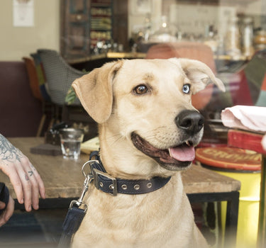 My Familiy Bilbao Halsbånd – Stilig og Komfortabelt Halsbånd for Hund, Justerbar Passform