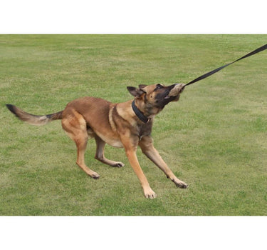 Dingo Draleke «Kanin» Med 150cm Snor
