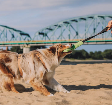 Dingo Draleke M/ Strikk Og Bitepølse 27 Cm