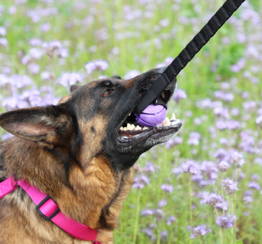 Dingo Draleke Med Ball 65cm