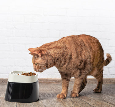 Dogman Matskål Ergo cube