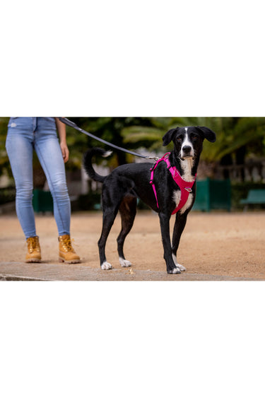 Kyflie Momentum Harness Rosa