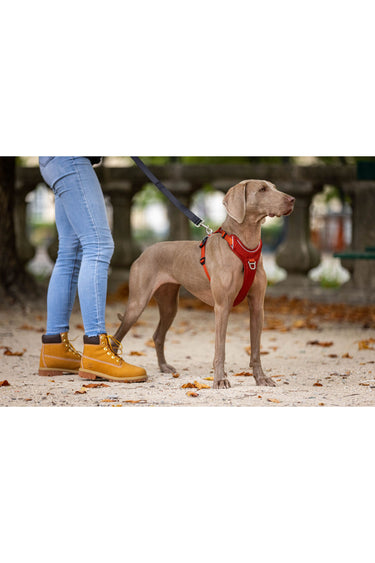 Kyflie Momentum Harness Kobber