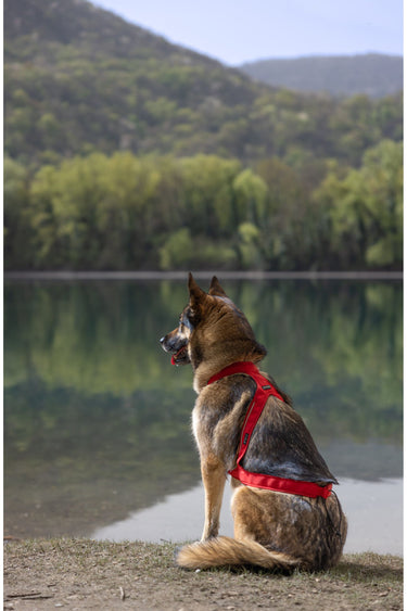 Kyflie Ludus Harness
