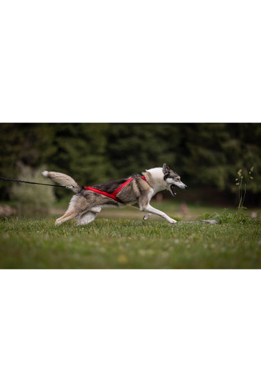 Kyflie Ludus Harness