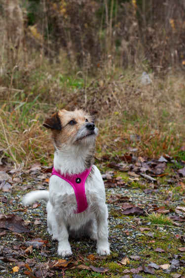 Kyflie Momentum Air Step-In Sele Cerise