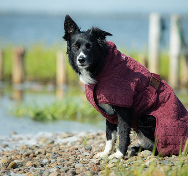 Siccaro Tørkedekken til hund
