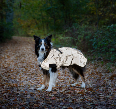 Dogman Ralf Light Refleksdekken til hund, vanntett