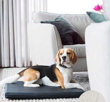 Bia Bed Ortho Hundemadrass – Ergonomisk Madrass for Hund, Støtter Leddene og Gir Optimal Komfort