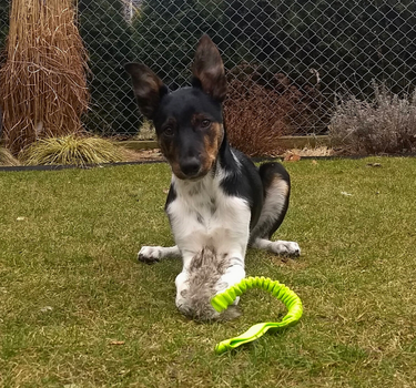 Dingo Draleke «Kanin»