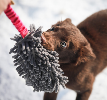 Dingo Draleke M/Mopp Blå