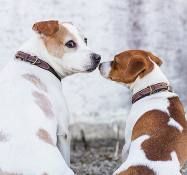 Jacson Arezzo Hundehalsbånd – Stilig og Holdbart Halsbånd for Hund