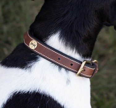 Jacson Arezzo Hundehalsbånd – Stilig og Holdbart Halsbånd for Hund