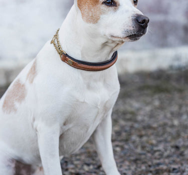 Jacson Asti Hundehalsbånd – Elegant og Solid Halsbånd for Hund