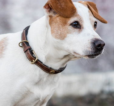 Jacson London Hundehalsbånd