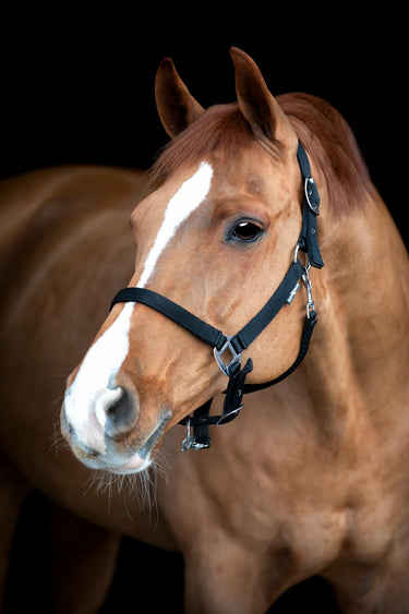 HorseGuard Saby grooming grime