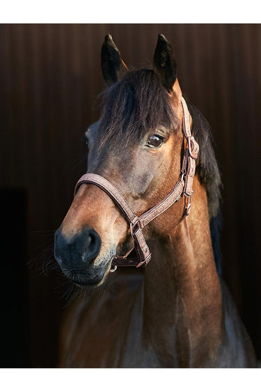 HorseGuard Lex grime